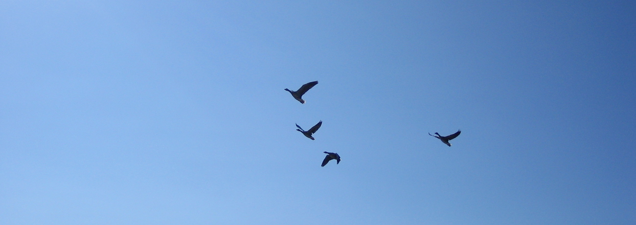 13_a_gaense_1300x460.jpg